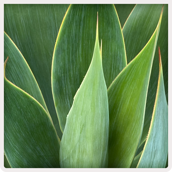 AGAVE