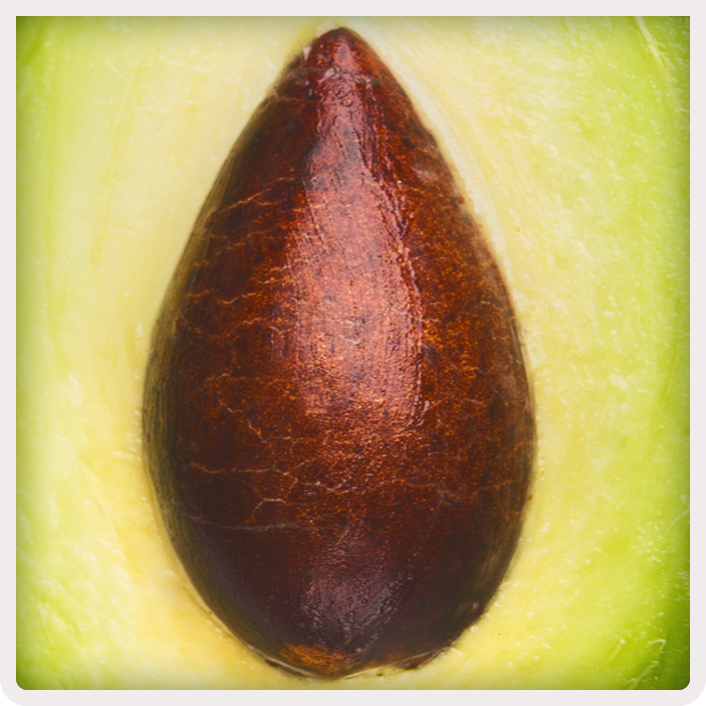 Aguacate